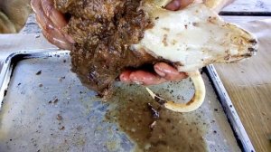 ТРОФЕЙ ОХОТНИКА - клыки дикого кабана