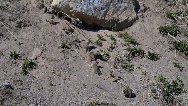 Суслики в Джилы-Су