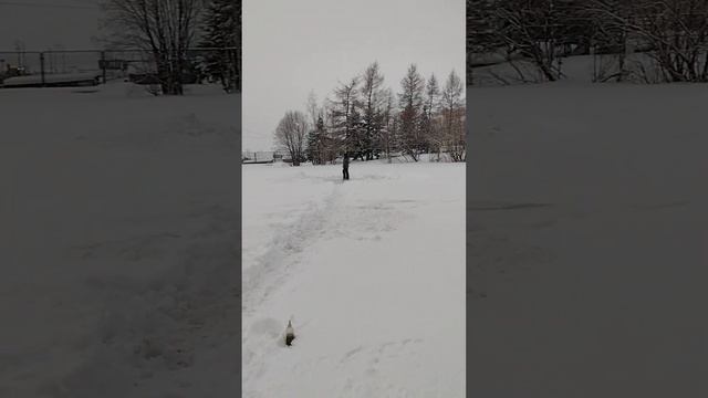 кордовая модель Воздушного боя под двигатель МК 17 смотреть онлайн