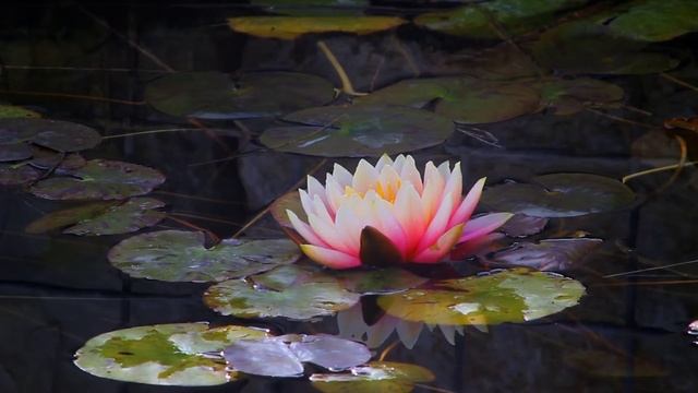Звуки природы.Звуки воды.Relax & Meditation. смотреть онлайн