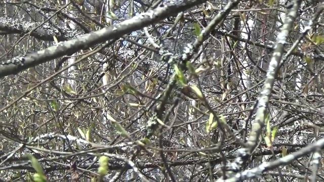 В апрельском лесу. смотреть онлайн