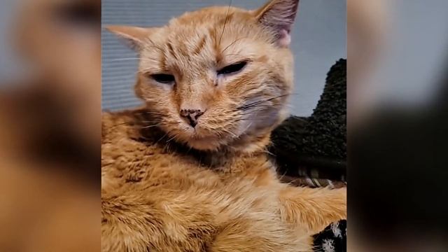 КОТ УМИРАЕТ / Котенок и потерянное время / Часть 4 смотреть онлайн