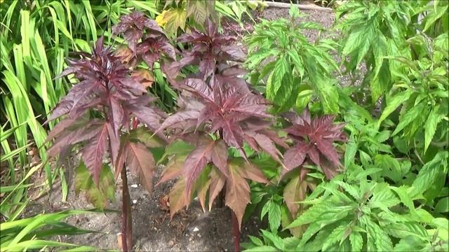 Conseils Jardinage: Taille Et Entretien: Hibiscus Des Marais (moscheutos): Plante Vivace