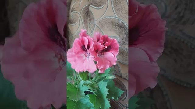Королевская пеларгония elegance ballet смотреть онлайн