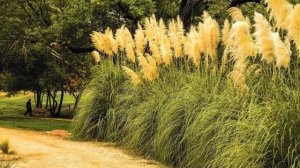 КОРТАДЕРИЯ  (CORTADERIA)  сем. Мятликовые