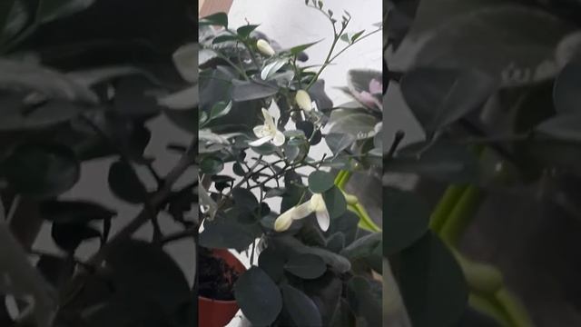 Мурайя/цветет и пахнет) смотреть онлайн