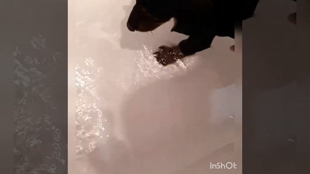 Первое купание щенка таксы смотреть онлайн