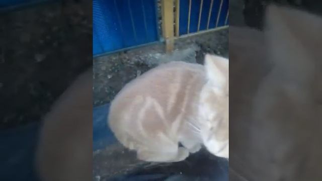 Пусть В Твои Окна, Смотрит Беспечный, Розовый Вечер!!!? смотреть онлайн