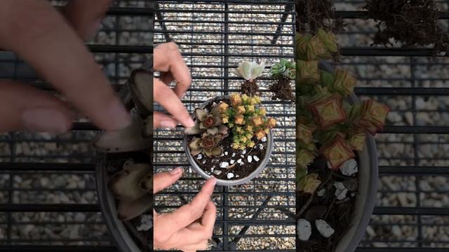 Arranging Succulents in a Small Pot смотреть онлайн