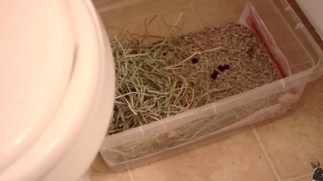 Things You Can Buy at the 99 CENT STORE for Rabbits! смотреть онлайн