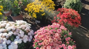 6 ошибок, по которым мультифлора не хочет во время цвести