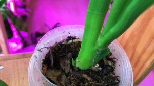 Орхидея камбрия с одной псевдобульбой. Что делать? Как нарастить новые росты камбрии. КАМБРИЯ УХОД