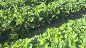 Клубника Сандра! Первая ягода в Апреле!