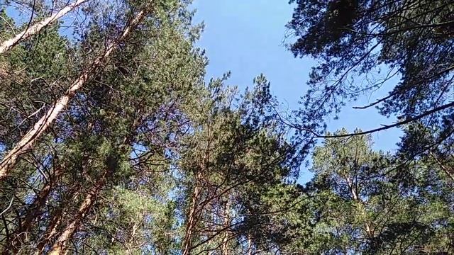 Пение Зеленушки в Реликтовом бору? смотреть онлайн