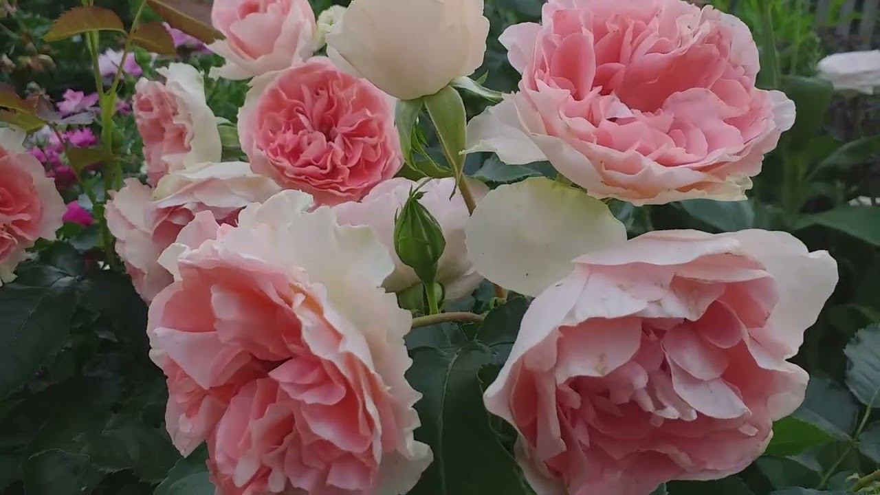 Прелестная РОЗА ДЖЕТ СЕТ обзор ХРОНИКА развития смотреть онлайн