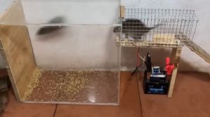 ⚡ОПАСНО⚡ Высоковольтная электро мышеловка в действии