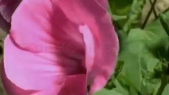 Музыка прошедшей любви Прощай Моя Любовь Прощай! смотреть онлайн