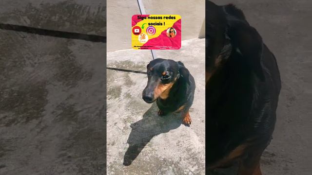 Pet Dachsrund Obama tomando sol - Vitamina D смотреть онлайн
