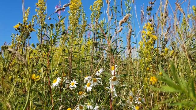 Сказка детям. Приключение Гномов.