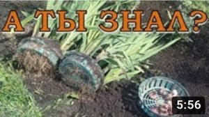 Выкапываем ГЛАДИОЛУСЫ в КОРЗИНКАХ⚘⚘⚘