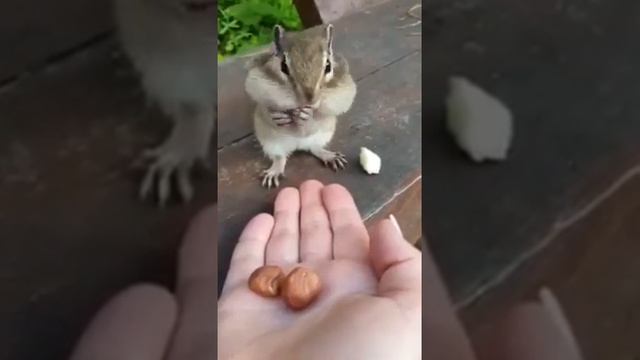 Бурундук ест орехи. Жадный грызун. Дикие звери смотреть онлайн