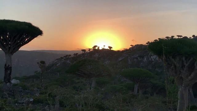 MAGIC FOREST IN SOCOTRA смотреть онлайн