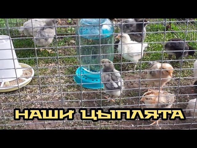 обзор наших цыплят.... смотреть онлайн
