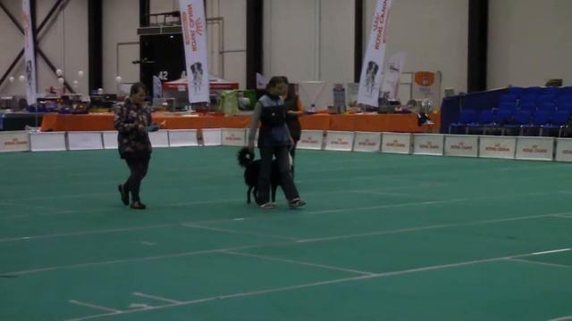 Рыбкина Мария и бордер Найт соревнования ОБД 2 в экспофоруме 27.11.16 смотреть онлайн