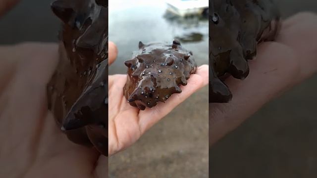 морепродукты, морской огурец смотреть онлайн