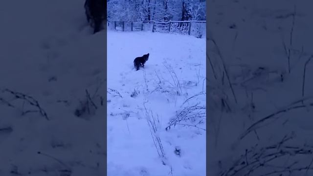 Щенок немецкой овчарки в свой первый снег смотреть онлайн