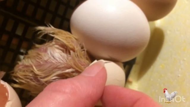 Чудо рождения: как цыплёнок вылупляется из яйца смотреть онлайн