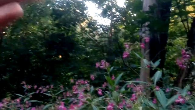 Заросли недотроги железистой, Москва. смотреть онлайн