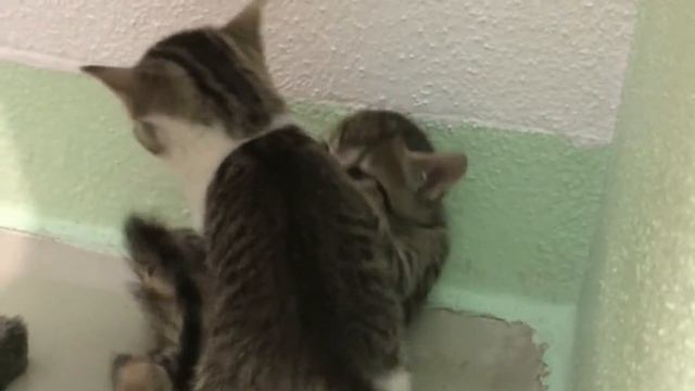 Cute Kitten Fight, Babykätzchen Kätzchen kämpfen spielen miteinander смотреть онлайн