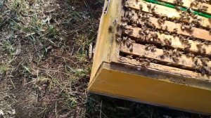 Вывод маток.Семья воспитательница без удаления матки через решетку ганемановскую