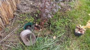 092 Посадка голубики, как обойтись практически без торфа