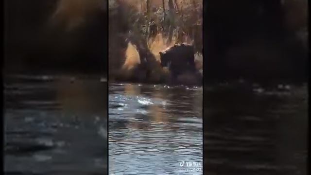 Хитрый медведь ворует рыбу смотреть онлайн