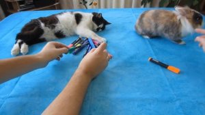 КОТИКИ ВЫБИРАЮТ ЧТО КРУЧЕ? 3 МАРКЕРА ЧЕЛЛЕНДЖ? Floor is lava CHALLENGE или ЕДА СКВИШИ