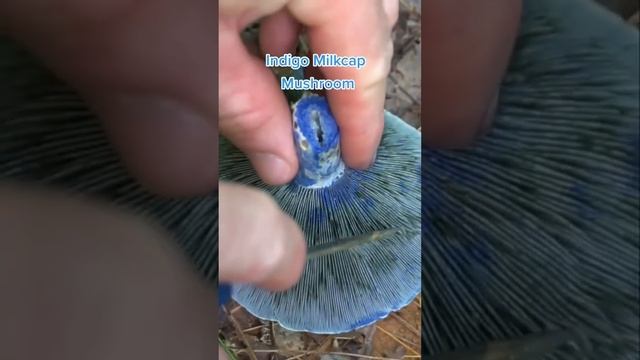 3 Unique Mushrooms to Forage! смотреть онлайн