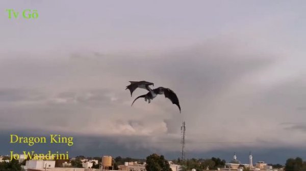 Dragon King Jo Wandrini