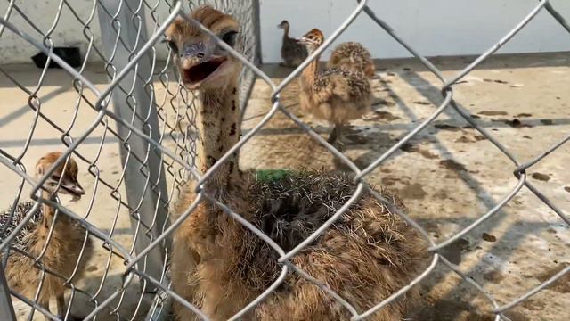 Гигантские двупалые страусы в Калифорнии.До 150 кг за год вырастают от 1 кг. Недельные страусята. смотреть онлайн