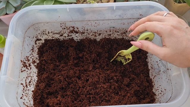 Как сделать грунт для суккулентов смотреть онлайн