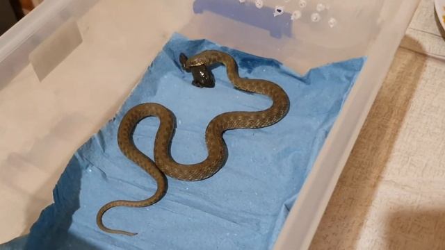 Кормление ужа лягушками