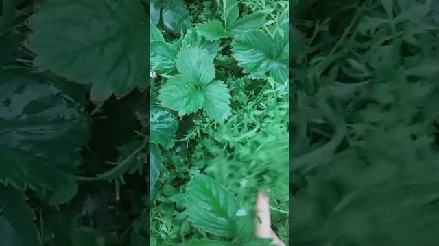 Как правильно собирать клубнику и землянику смотреть онлайн