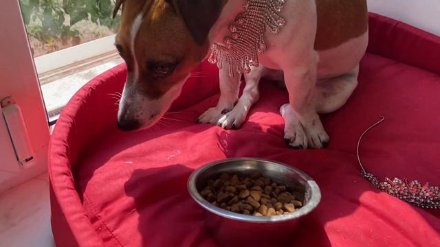 24 часа Джесси живет как КОРОЛЕВА 👑 смотреть онлайн