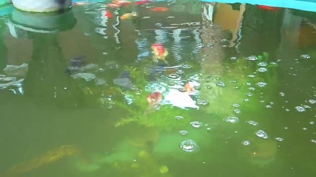 1000 gallon Stock Tank Goldfish Pond смотреть онлайн