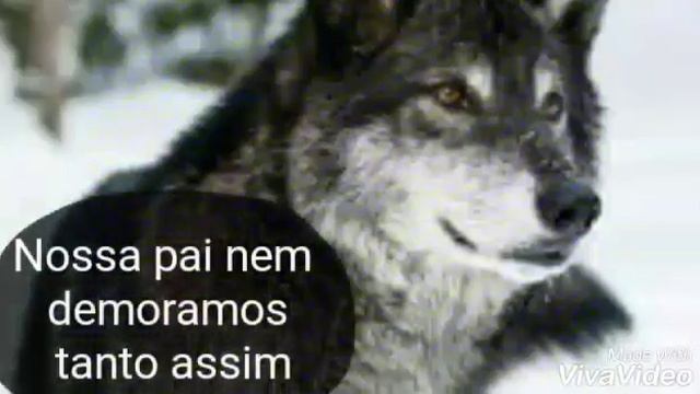Magic wolves ep1 смотреть онлайн