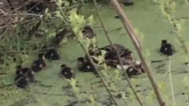 МАМА УТКА.. УТЯТА)))) смотреть онлайн