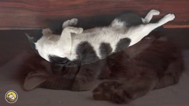 3 Hours of Sleep Music for Cats ♬ Anti Anxiety Melodies for Cats & Kittens with Cat Purring Sounds смотреть онлайн