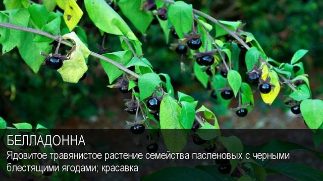 Белладонна. Толковый Видеословарь русского языка смотреть онлайн