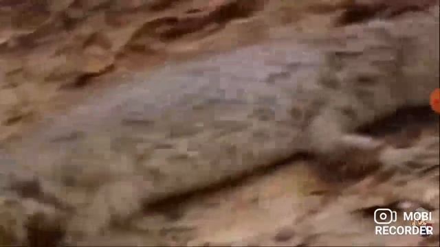 купаться на речку акула крокодил трава дерево солнце на речку купается вода горячо камень акула смотреть онлайн